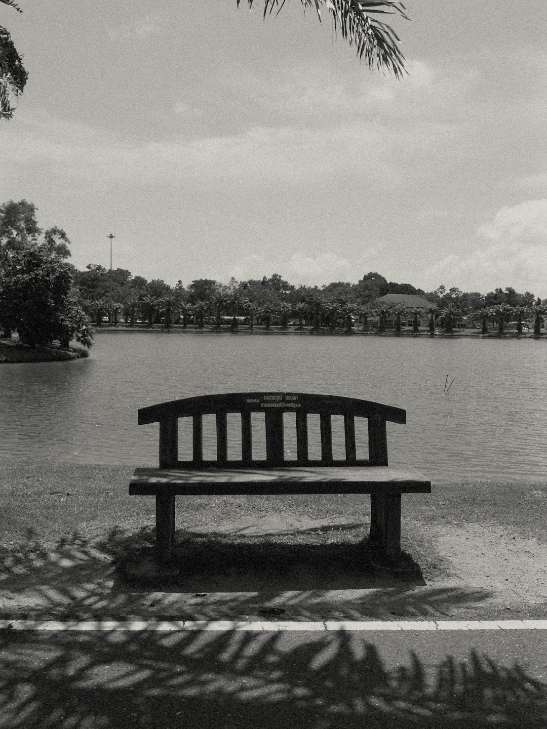 A solitary bench by the water, captured in monochrome. The shadows of palm leaves create a natural frame, while the calm lake and distant trees evoke a sense of stillness and quiet contemplation. A minimalist scene filled with subtle emotion.